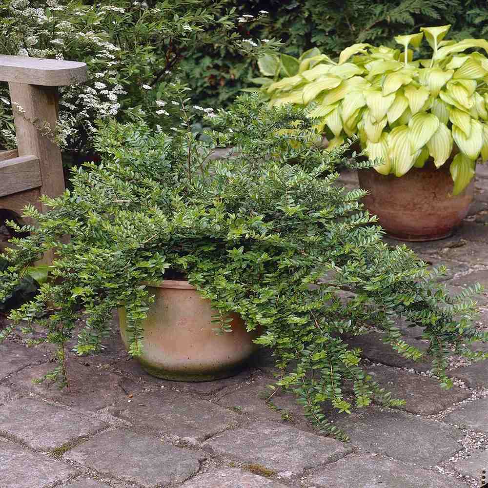 Lonicera Maigrun, gard viu de talie mica, planta taratoare, acoperitoare de sol, vesnic verde, compact si inflorire parfumata