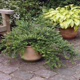 Lonicera Maigrun, gard viu de talie mica, planta taratoare, acoperitoare de sol, vesnic verde, compact si inflorire parfumata