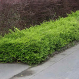 Lonicera Maigrun, gard viu de talie mica, planta taratoare, acoperitoare de sol, vesnic verde, compact si inflorire parfumata