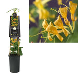 Mana Maicii Domnului/Caprifoi (Lonicera) Mandarin, cu flori portocalii, cataratoare, parfumat, crestere rapida, decorativ si rezistent