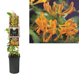 Mana Maicii Domnului/Caprifoi (Lonicera) Tellmaniana, flori portocalii, parfumate, planta cataratoare, crestere rapida