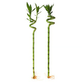 Bambus Ondulat Lucky/Norocos Spiral, 60 cm, planta decorativa de interior Feng Shui, usor de ingrijit, simbol al norocului, ideal pentru cadou