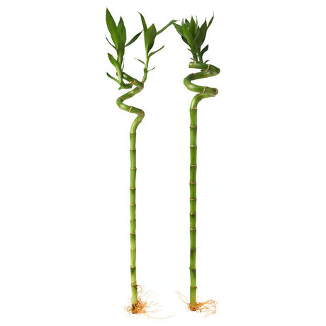 Bambus Ondulat Lucky/Norocos Spiral, 60 cm, planta decorativa de interior Feng Shui, usor de ingrijit, simbol al norocului, ideal pentru cadou