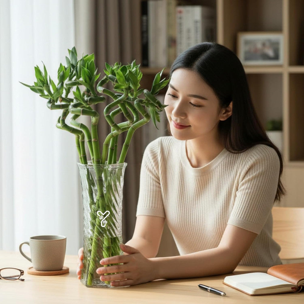 Bambus Ondulat Lucky/Norocos Spiral, 80 cm, planta decorativa de interior Feng Shui, usor de ingrijit, simbol al norocului, ideal pentru cadou