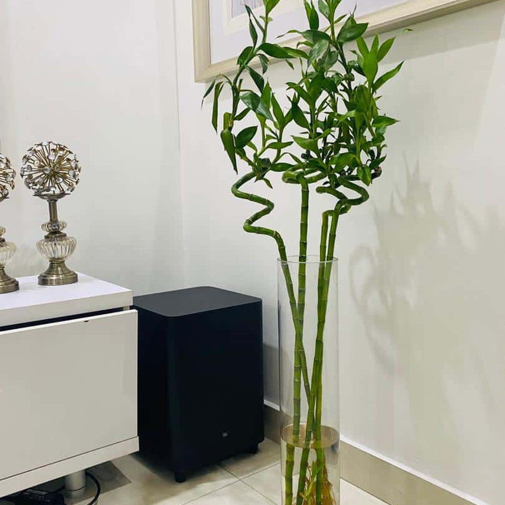 Bambus Ondulat Lucky/Norocos Spiral, 80 cm, planta decorativa de interior Feng Shui, usor de ingrijit, simbol al norocului, ideal pentru cadou