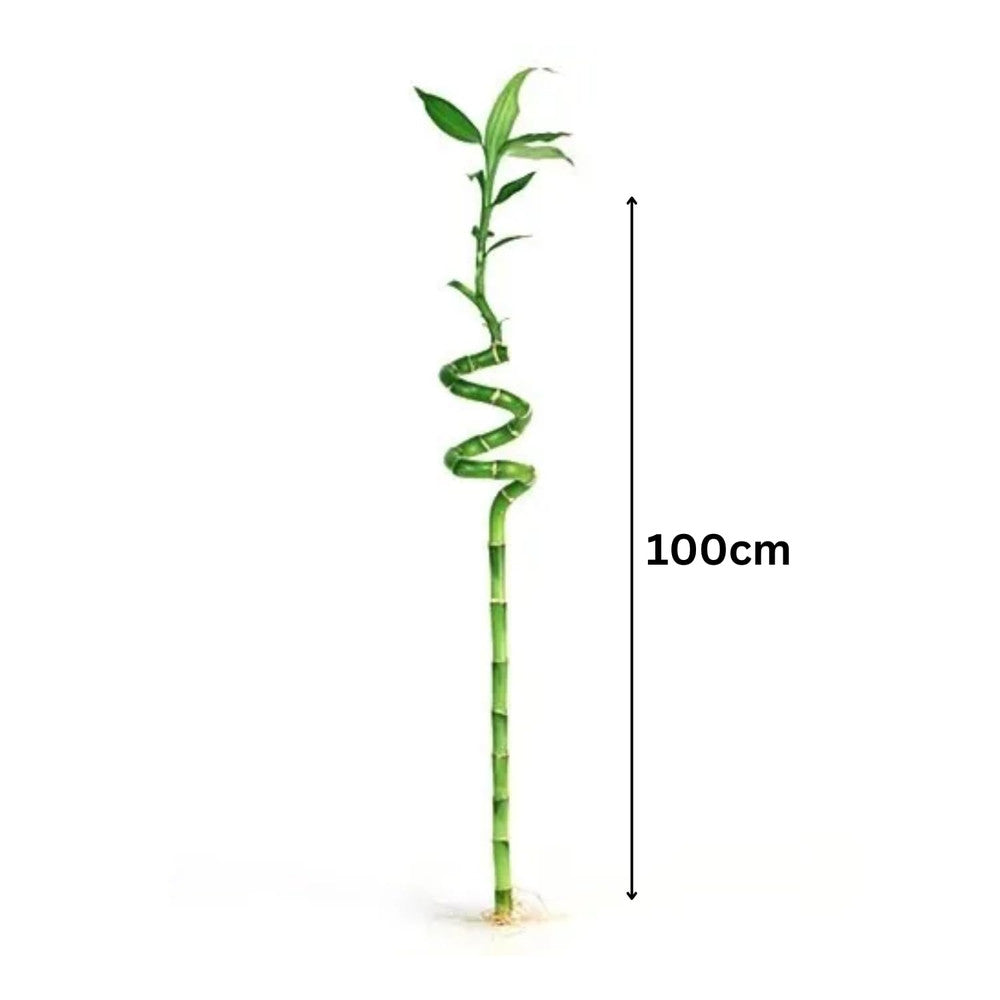 Bambus Ondulat Lucky/Norocos Spiral, 100 cm, planta decorativa de interior Feng Shui, usor de ingrijit, simbol al norocului, ideal pentru cadou