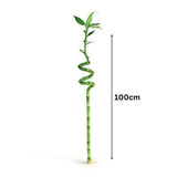Bambus Ondulat Lucky/Norocos Spiral, 100 cm, planta decorativa de interior Feng Shui, usor de ingrijit, simbol al norocului, ideal pentru cadou