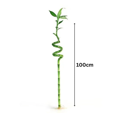 Bambus Ondulat Lucky/Norocos Spiral, 100 cm, planta decorativa de interior Feng Shui, usor de ingrijit, simbol al norocului, ideal pentru cadou