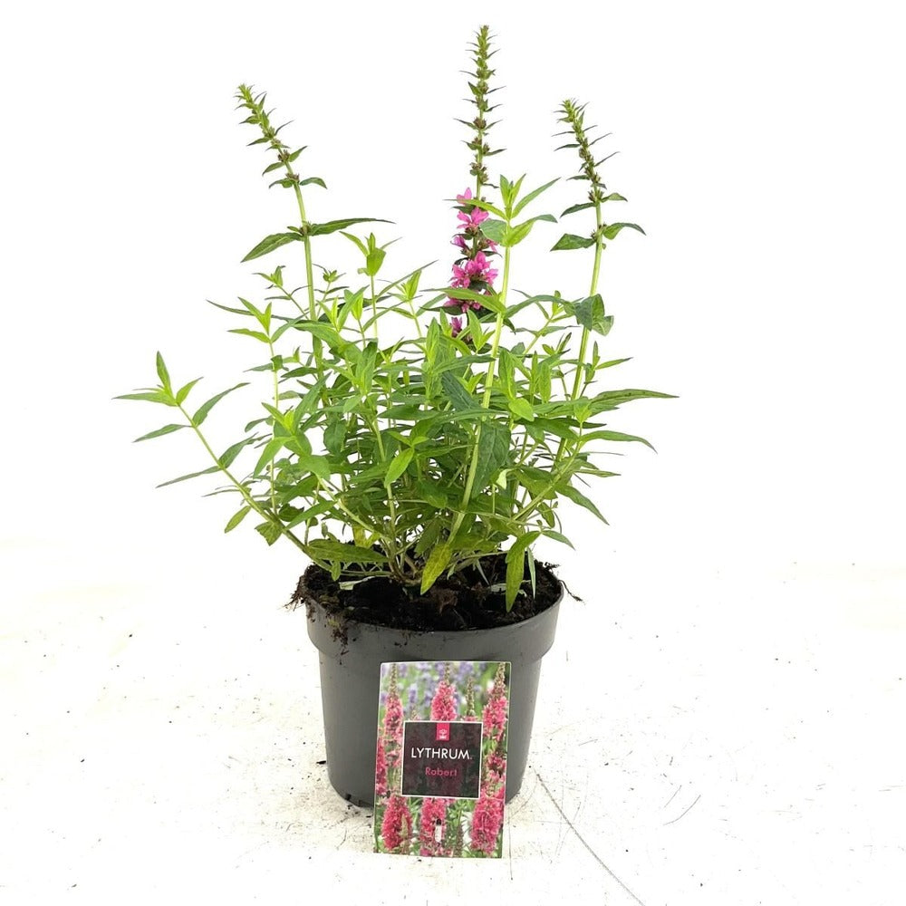 Rachitan Lythrum Robert, planta perena cu spice verticale roz-purpurii