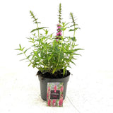 Rachitan Lythrum Robert, planta perena cu spice verticale roz-purpurii