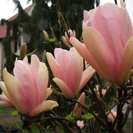 Magnolia Coral Lake, cu flori corai