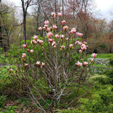 Magnolia Coral Lake, cu flori corai - VERDENA - 70 - 90 cm inaltime, ghiveci de 7.5 l