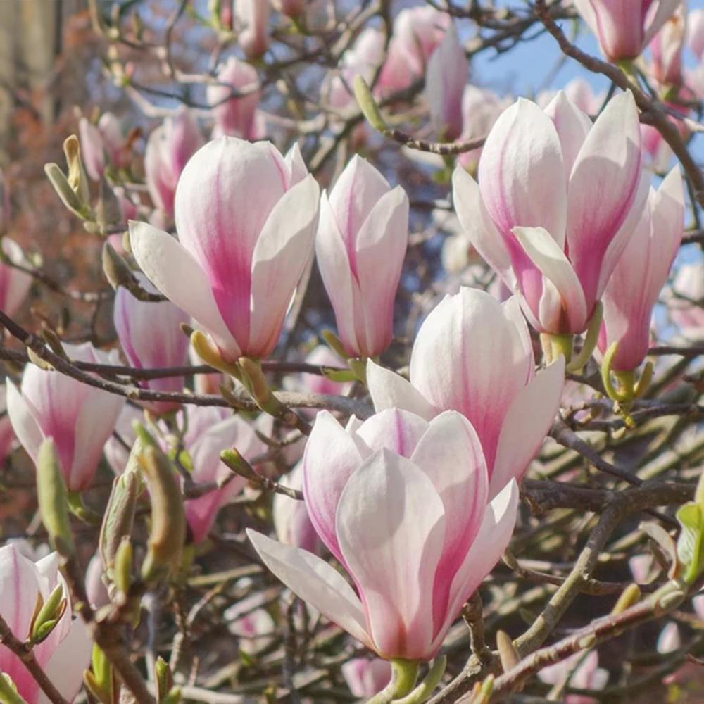 Magnolie Soulangeana, tip copac, flori mari roz alb, arbore clasic ornamental