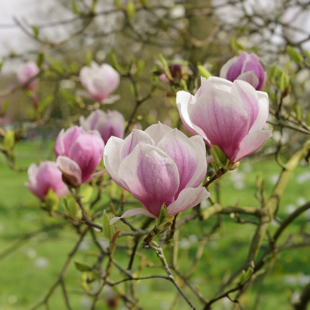 Magnolie Soulangeana, tip copac, flori mari roz alb, arbore clasic ornamental