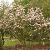 Magnolia alba-Roz George Henry Kern - Tip Copac