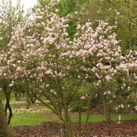Magnolia alba-Roz George Henry Kern - Tip Copac