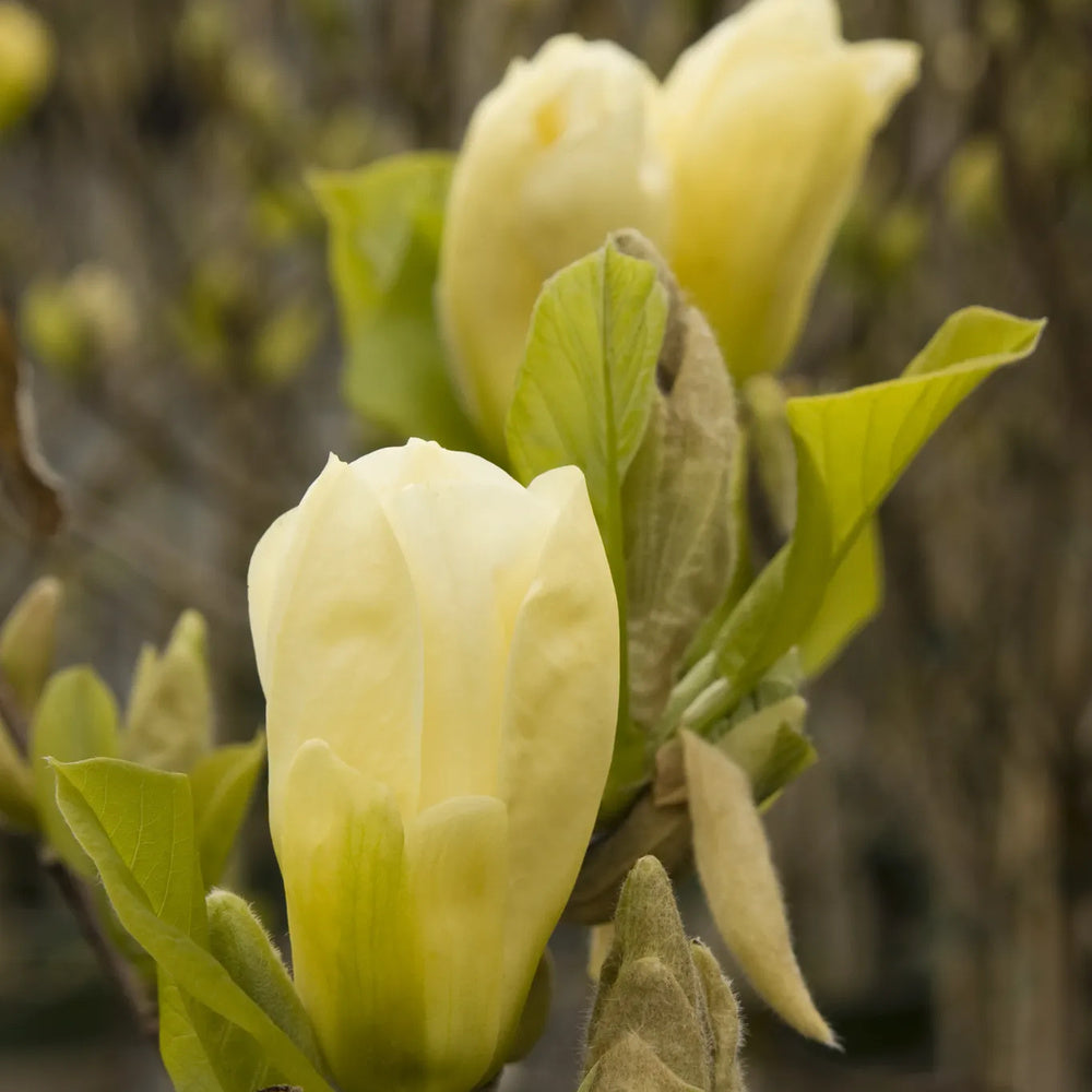 Magnolia Elizabeth, arbust cu flori mari galben-crem parfumate, soi apreciat
