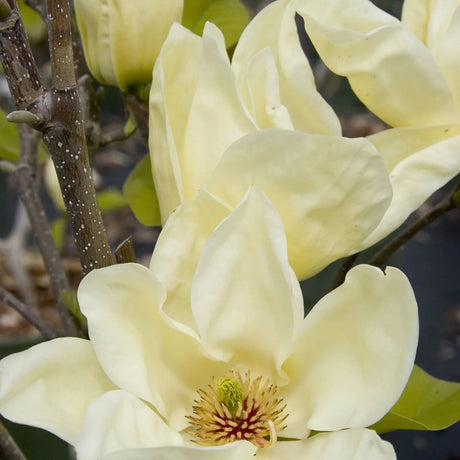 Magnolia Elizabeth, arbust cu flori mari galben-crem parfumate, soi apreciat