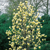 Magnolia Elizabeth, arbust cu flori mari galben-crem parfumate, soi apreciat