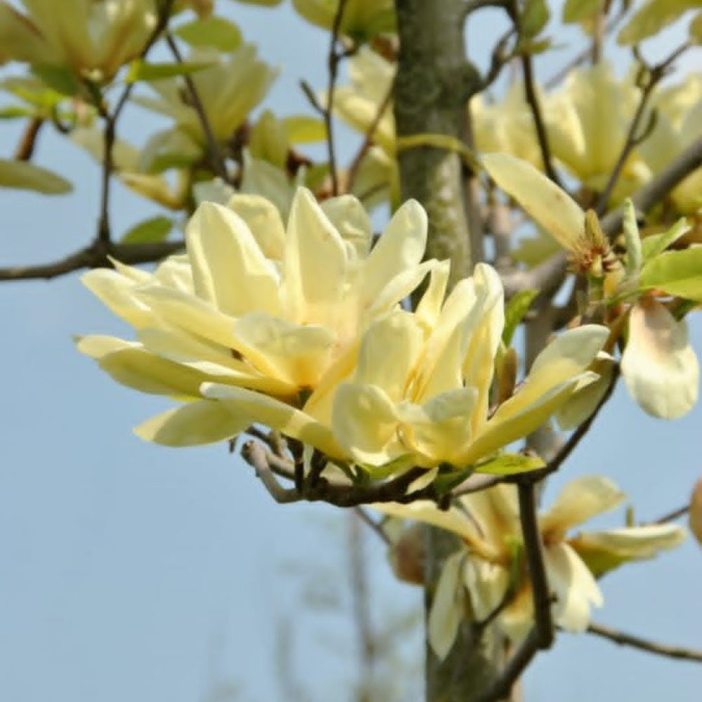 Magnolia Elizabeth, arbust cu flori mari galben-crem parfumate, soi apreciat
