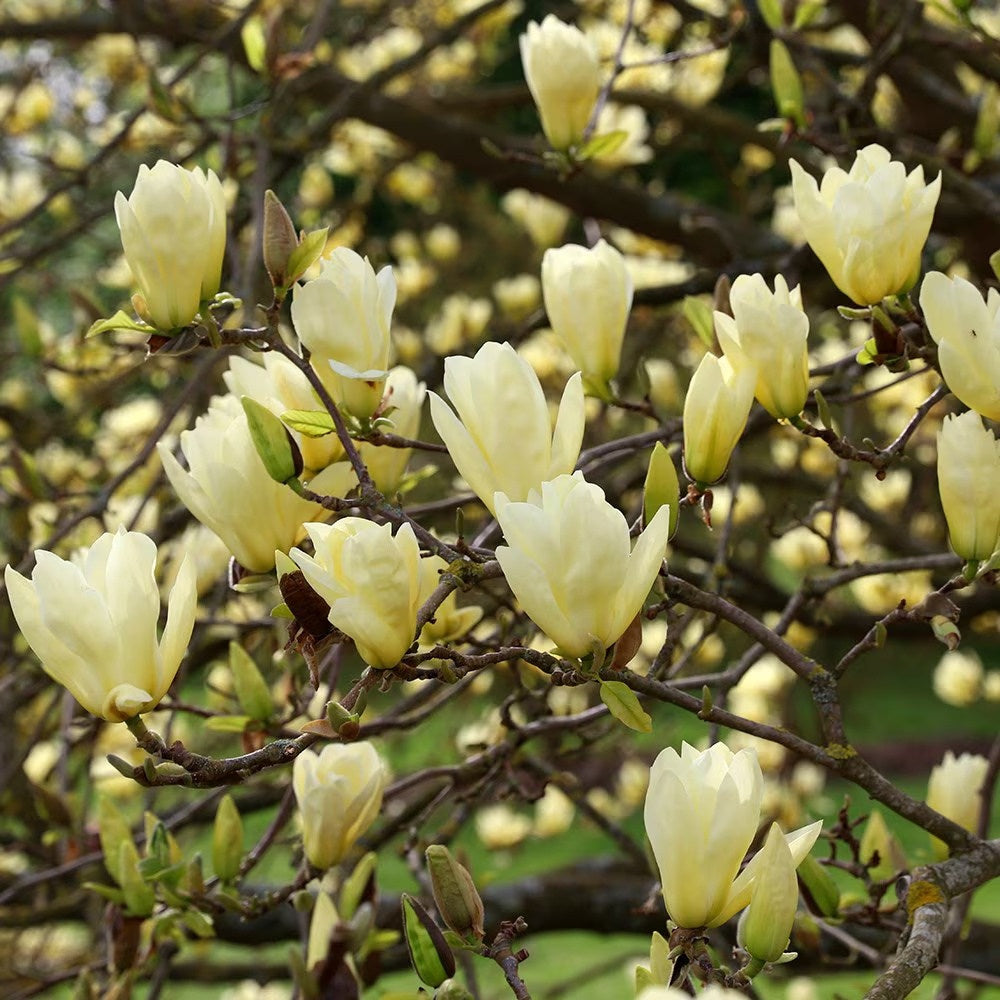 Magnolia Elizabeth, arbust cu flori mari galben-crem parfumate, soi apreciat