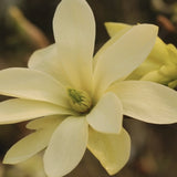 Magnolie galbena Gold Star, arbust cu flori galben pal stelate, inflorire timpurie