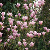 Magnolie soulangeana Heaven Scent, flori parfum intens roz alb, arbust ornamental elegant