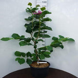 Magnolia Red As Red, arbust cu flori rosu-rubiniu spectaculoase, soi foarte rar
