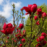 Magnolia Red As Red, arbust cu flori rosu-rubiniu spectaculoase, soi foarte rar