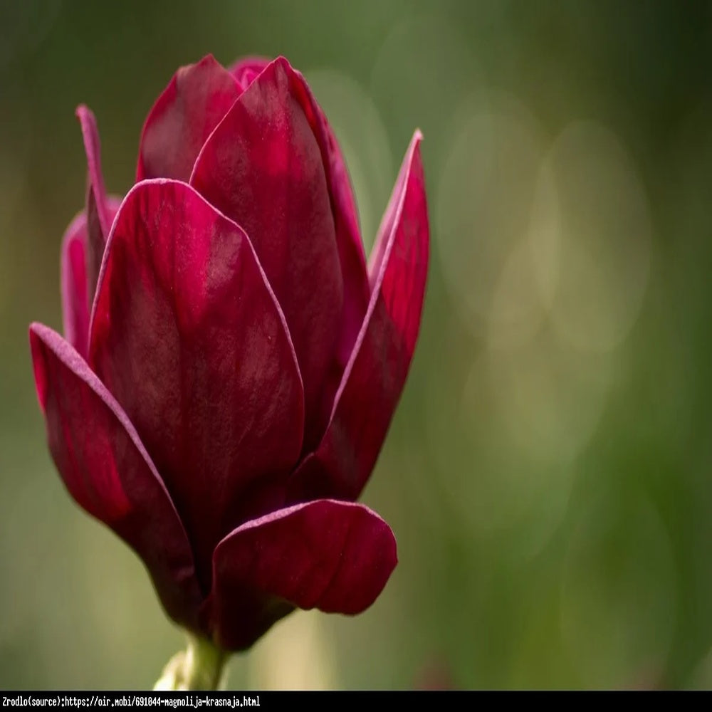 Magnolia Red As Red, arbust cu flori rosu-rubiniu spectaculoase, soi foarte rar
