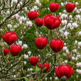 Magnolia Red As Red, arbust cu flori rosu-rubiniu spectaculoase, soi foarte rar