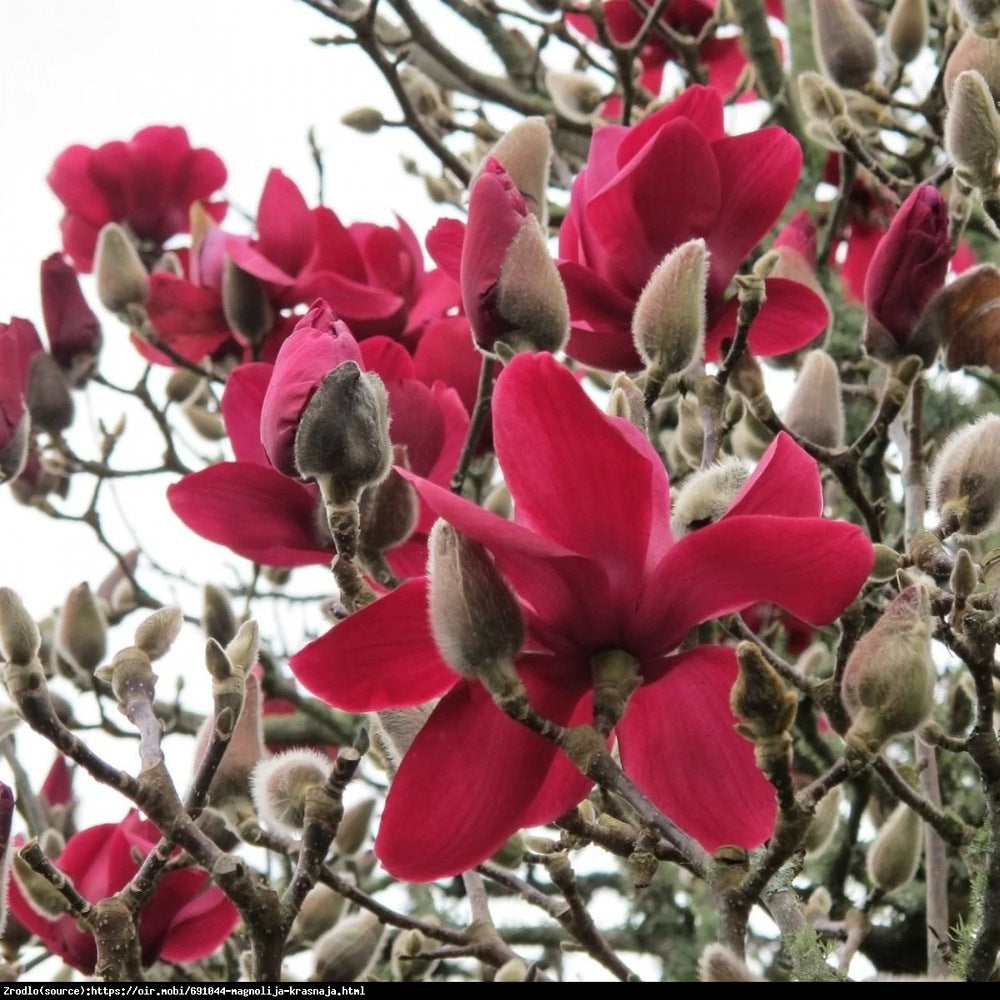 Magnolia Red As Red, arbust cu flori rosu-rubiniu spectaculoase, soi foarte rar