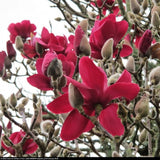 Magnolia Red As Red, arbust cu flori rosu-rubiniu spectaculoase, soi foarte rar