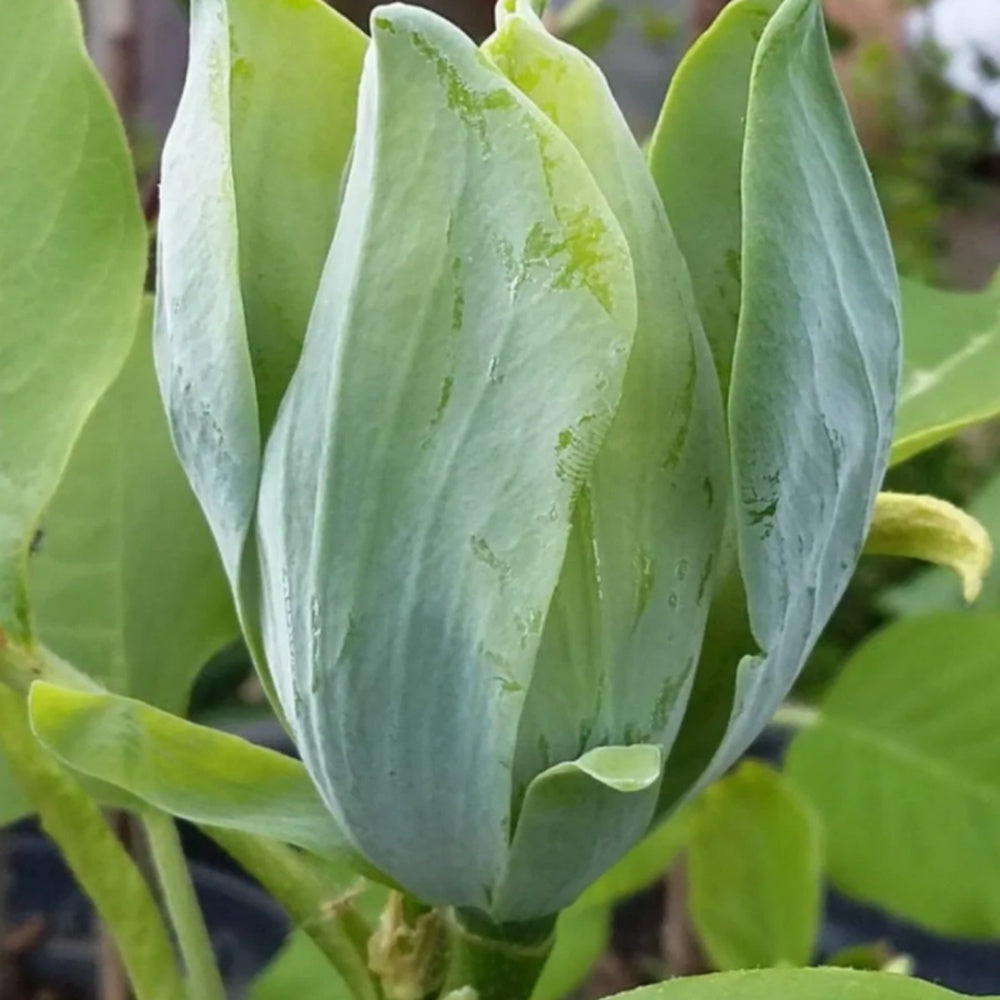 Magnolie Albastra Blue Opal, boboci spectaculos colorati in nuante albastru-verzui, arbust decorativ exotic, forte rar de gasit