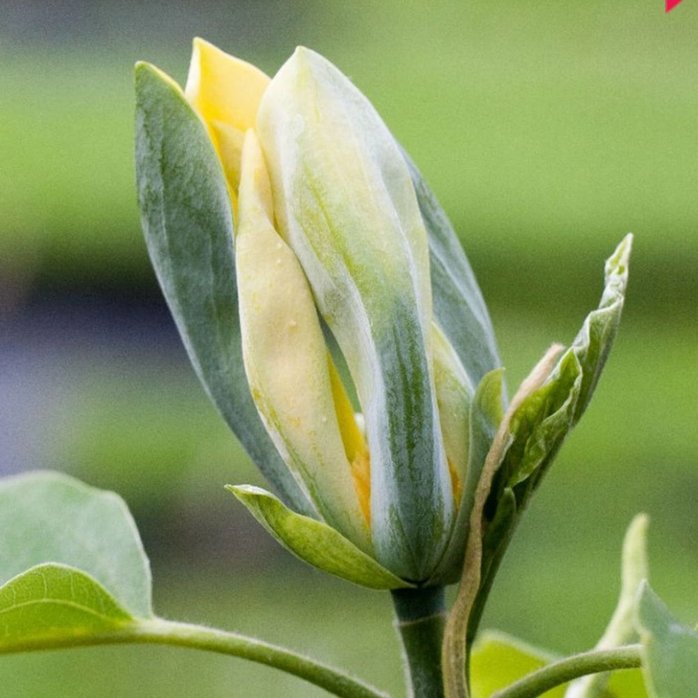 Magnolie Albastra Blue Opal, boboci spectaculos colorati in nuante albastru-verzui, arbust decorativ exotic, forte rar de gasit