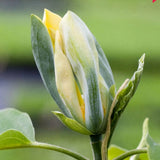 Magnolie Albastra Blue Opal, boboci spectaculos colorati in nuante albastru-verzui, arbust decorativ exotic, forte rar de gasit