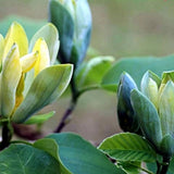 Magnolie Albastra Blue Opal, boboci spectaculos colorati in nuante albastru-verzui, arbust decorativ exotic, forte rar de gasit