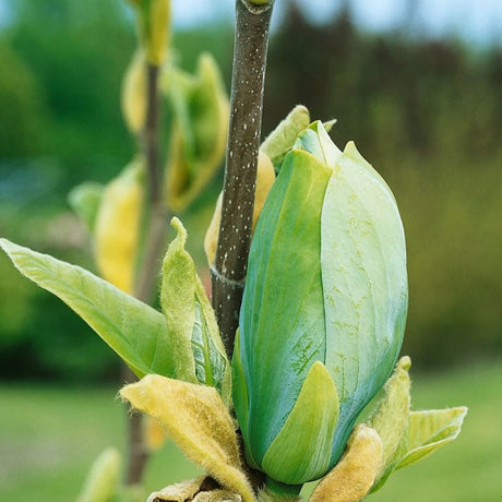 Magnolie Albastra Blue Opal, boboci spectaculos colorati in nuante albastru-verzui, arbust decorativ exotic, forte rar de gasit