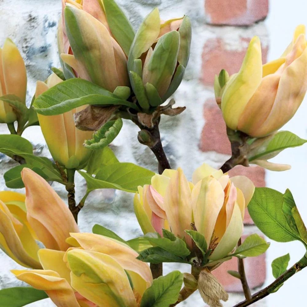 Magnolie Sunsation, flori galbene roz spectaculoase, arbust decorativ exotic