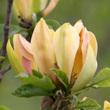 Magnolie Sunsation, flori galbene roz spectaculoase, arbust decorativ exotic
