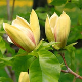 Magnolie Sunsation, flori galbene roz spectaculoase, arbust decorativ exotic