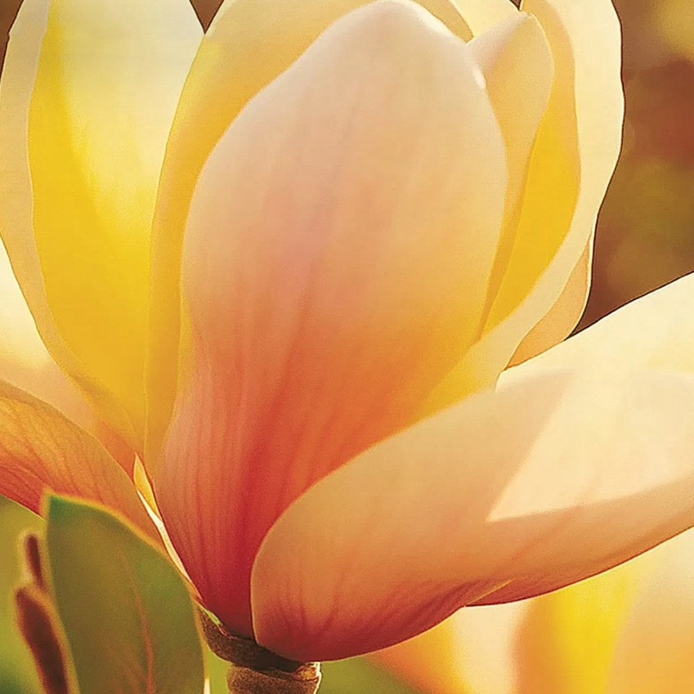 Magnolie Sunsation, flori galbene roz spectaculoase, arbust decorativ exotic