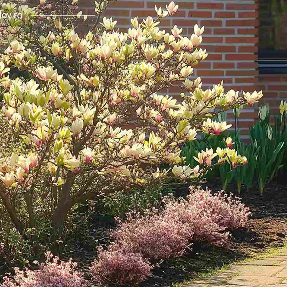 Magnolie Sunsation, flori galbene roz spectaculoase, arbust decorativ exotic