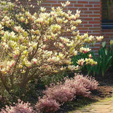 Magnolie Sunsation, flori galbene roz spectaculoase, arbust decorativ exotic