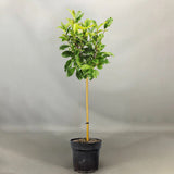 Magnolie Susan, tip copac, flori roz inchis parfumate, arbore ornamental rezistent