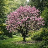 Magnolie Susan, tip copac, flori roz inchis parfumate, arbore ornamental rezistent