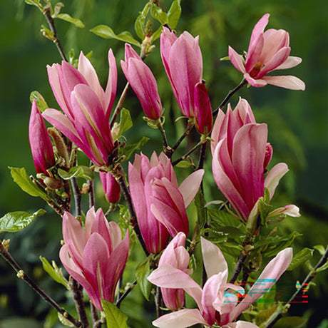 Magnolie Susan, tip copac, flori roz inchis parfumate, arbore ornamental rezistent