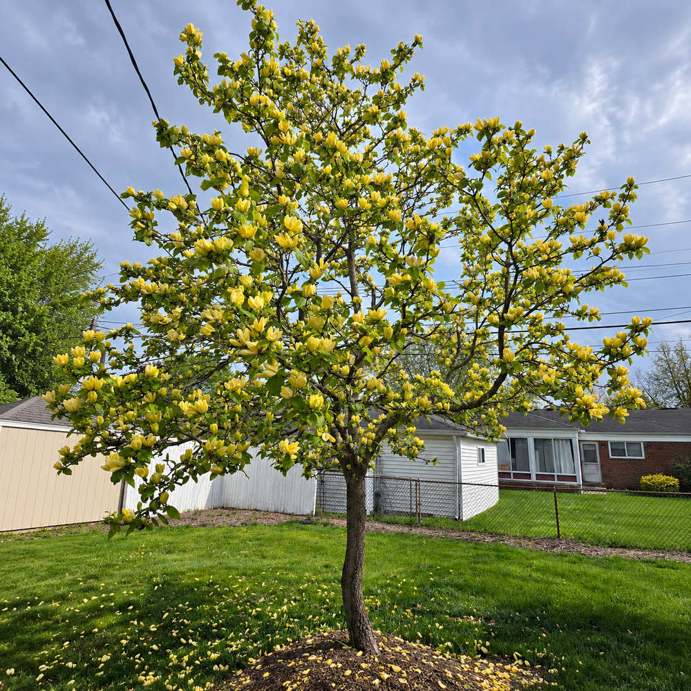 Magnolia galbena Yellow River Copac, flori foarte parfumate, arbore ornamental cu flori mari, inflorire timpurie, rezistenta la ger
