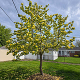Magnolia galbena Yellow River Copac, flori foarte parfumate, arbore ornamental cu flori mari, inflorire timpurie, rezistenta la ger