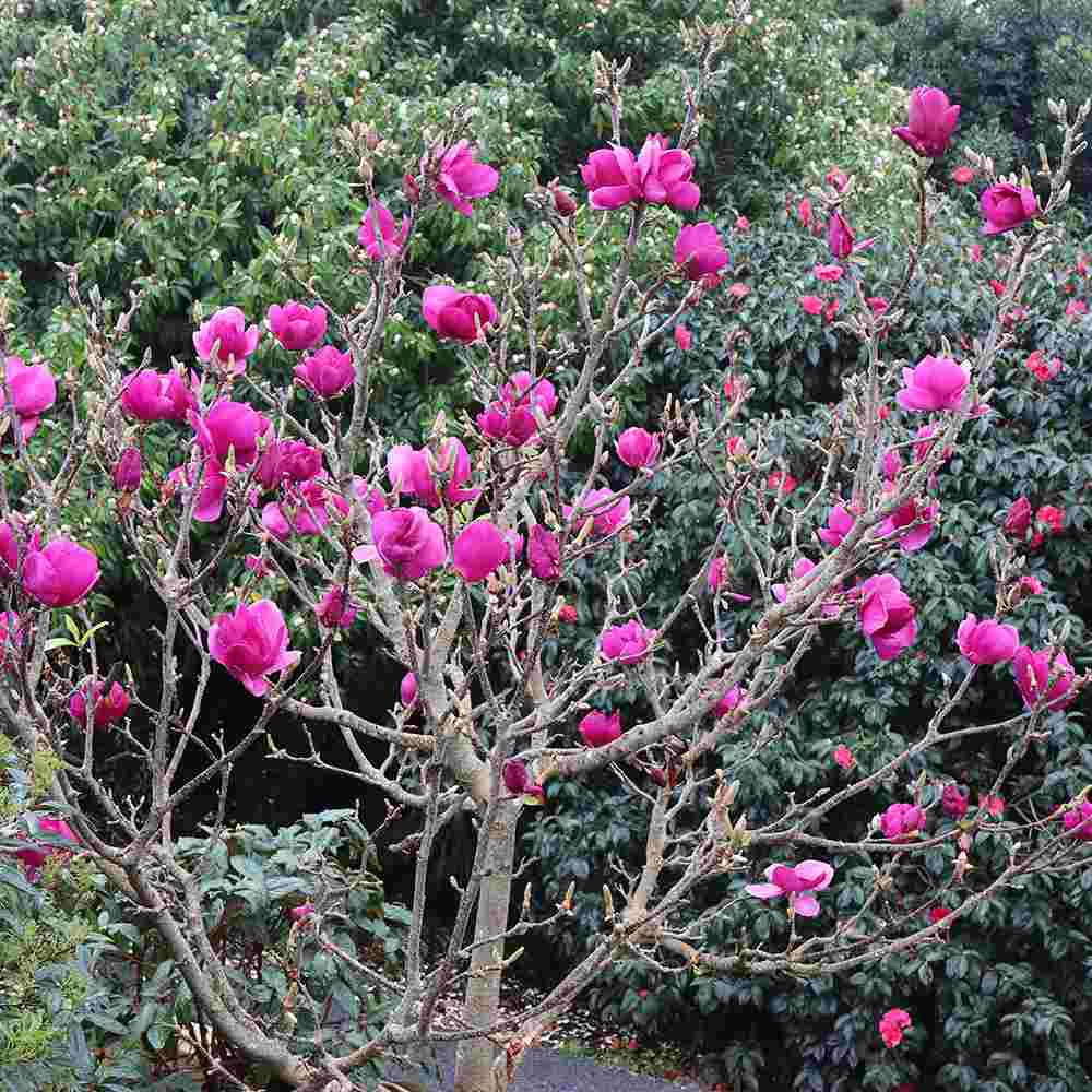 Magnolie Cleopatra PBR, arbust ornamental cu flori mari roz inchis intens parfumate, arbust ornamental elegant